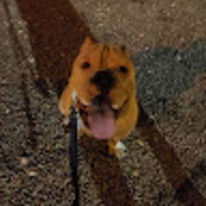 Meet your Posher, Péter